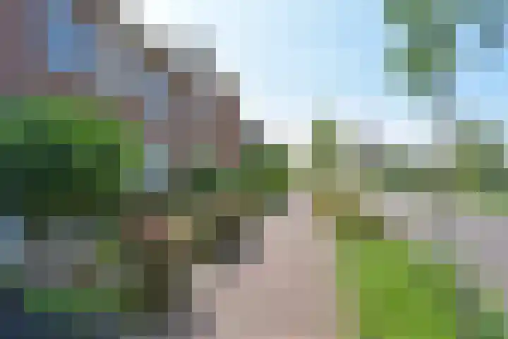 Meerkoet 31 Noorden thumbnail 42