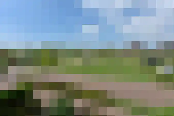 Meerkoet 31 Noorden thumbnail 43