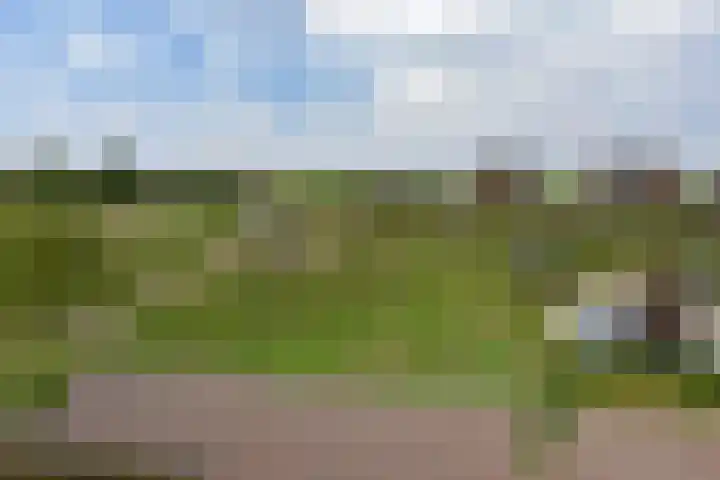 Meerkoet 31 Noorden thumbnail 44