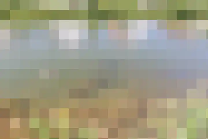 Meerkoet 32 Lathum thumbnail 44