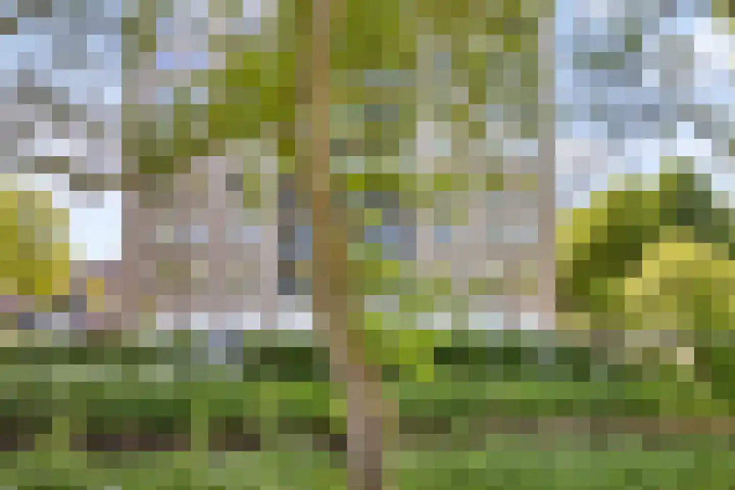Meerkoet 33 Diemen thumbnail 31