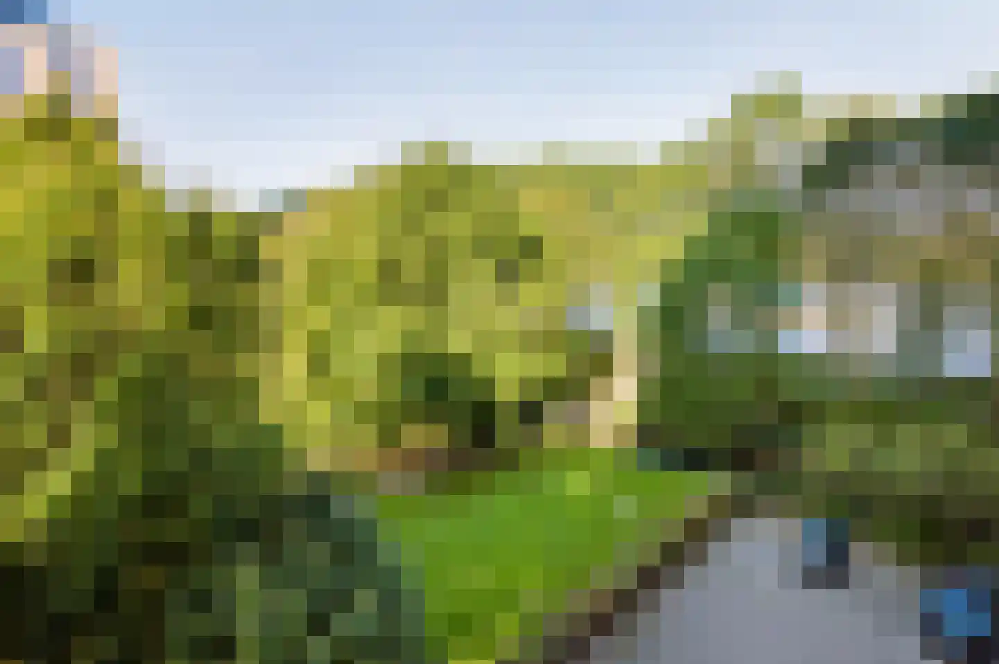 Meerkoet 33 Diemen thumbnail 6