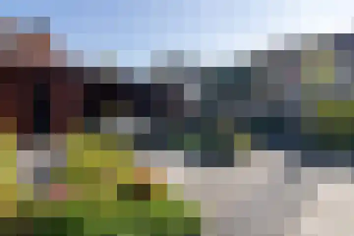 Meerkoet 35 Bergen op Zoom thumbnail 34