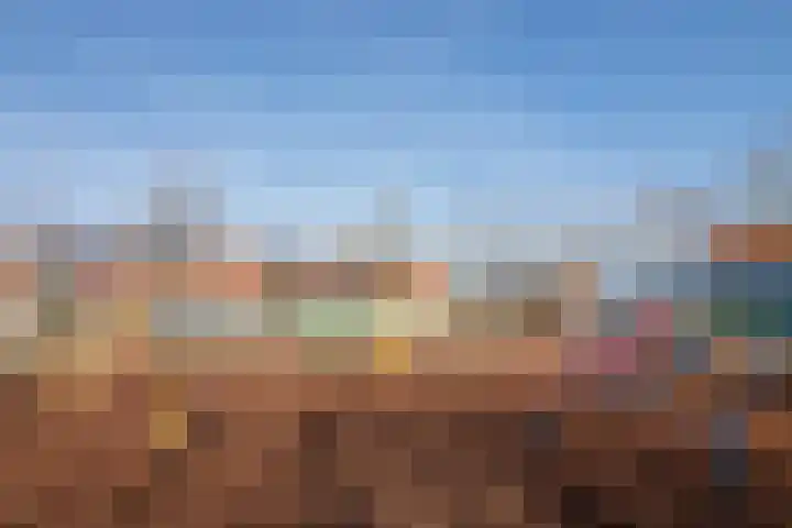 Meerkoet 35 Bergen op Zoom thumbnail 42