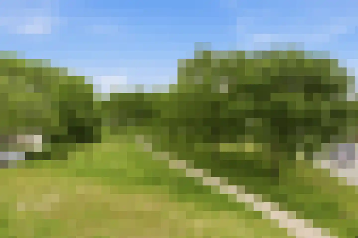 Meerkoet 379 Diemen thumbnail 34
