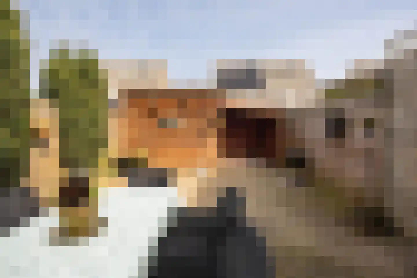 Meerkoet 39 Spanbroek thumbnail 32