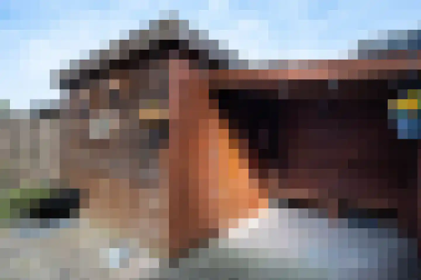 Meerkoet 39 Spanbroek thumbnail 35