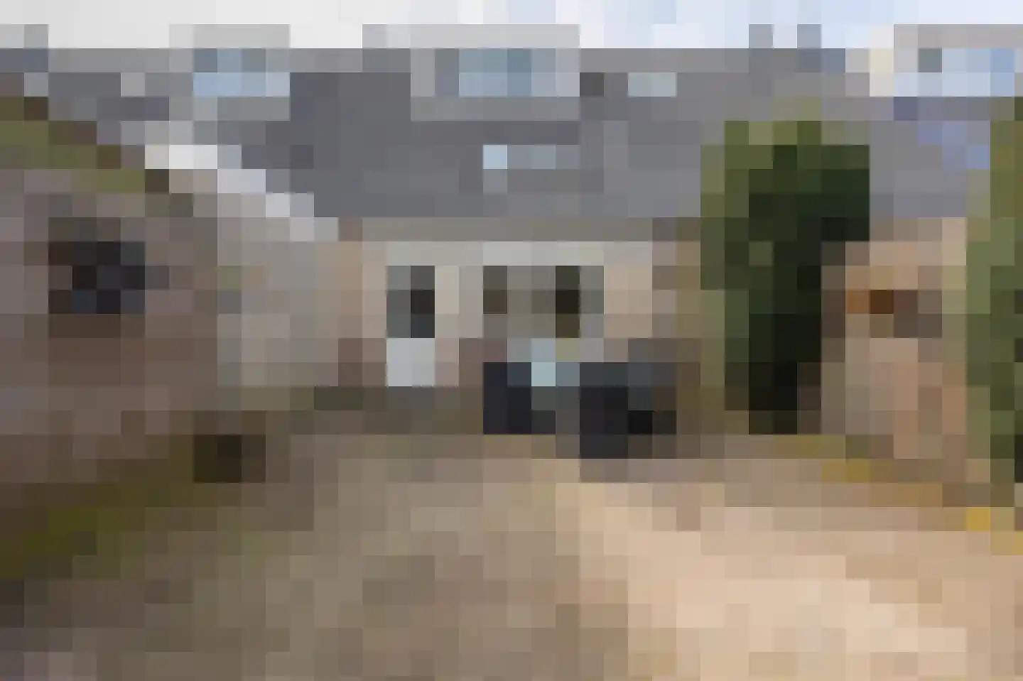 Meerkoet 39 Spanbroek thumbnail 36