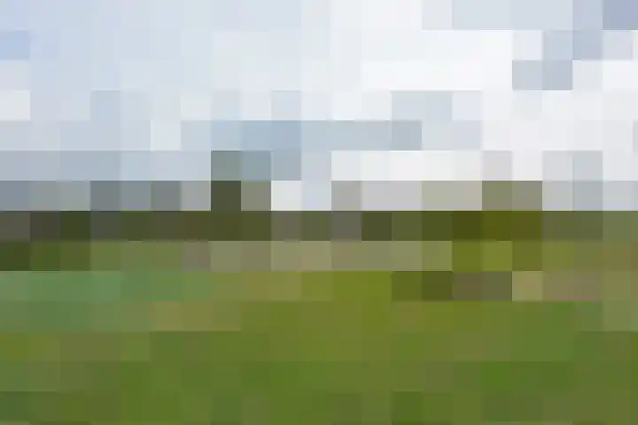 Meerkoet 41 Noorden thumbnail 10