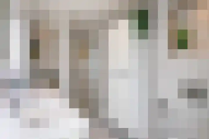 Meerkoet 41 Ridderkerk thumbnail 27