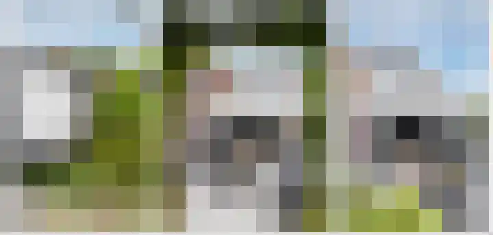 Meerkoet 41 Ridderkerk thumbnail 38