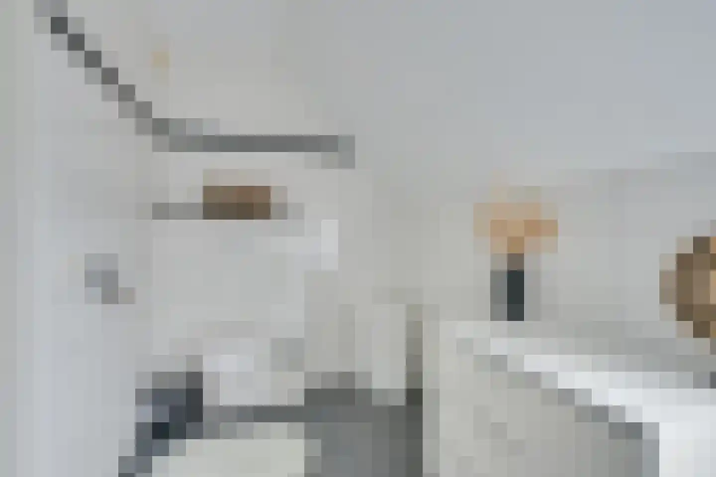 Meerkoet 41 Spanbroek thumbnail 23