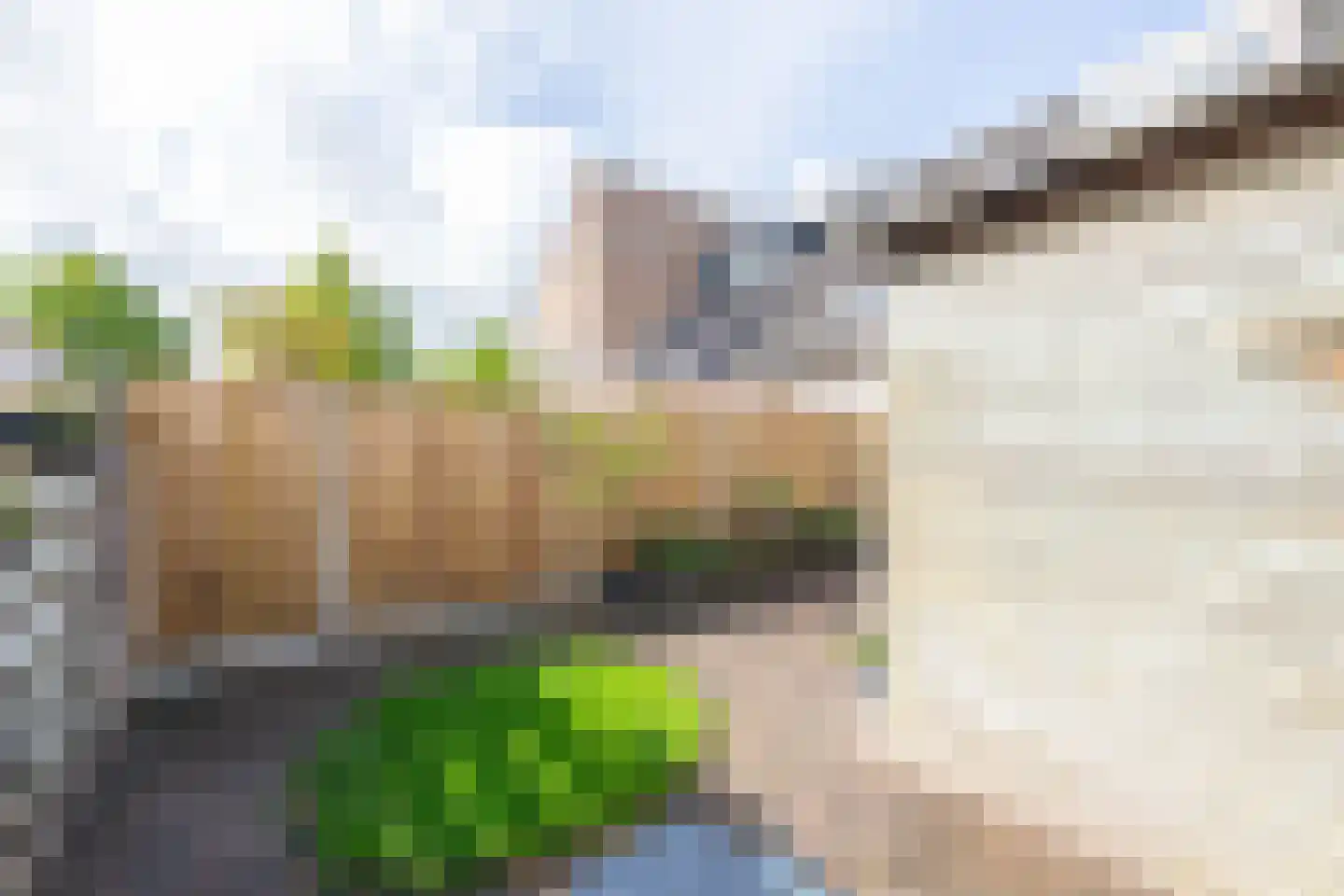 Meerkoet 41 Spanbroek thumbnail 36