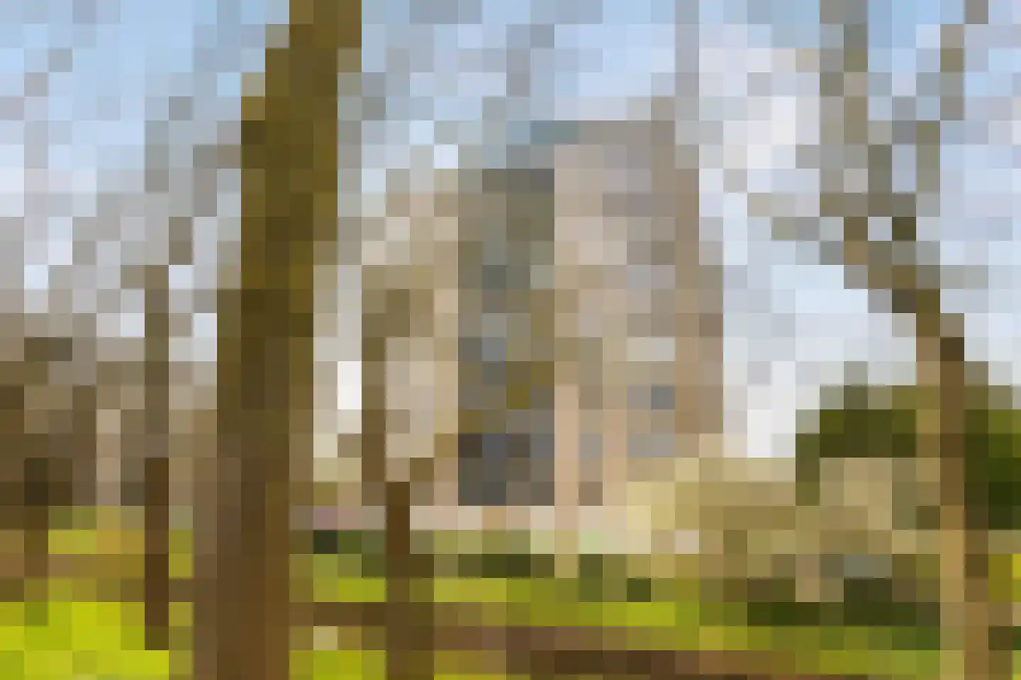 Meerkoet 45 Diemen thumbnail 29