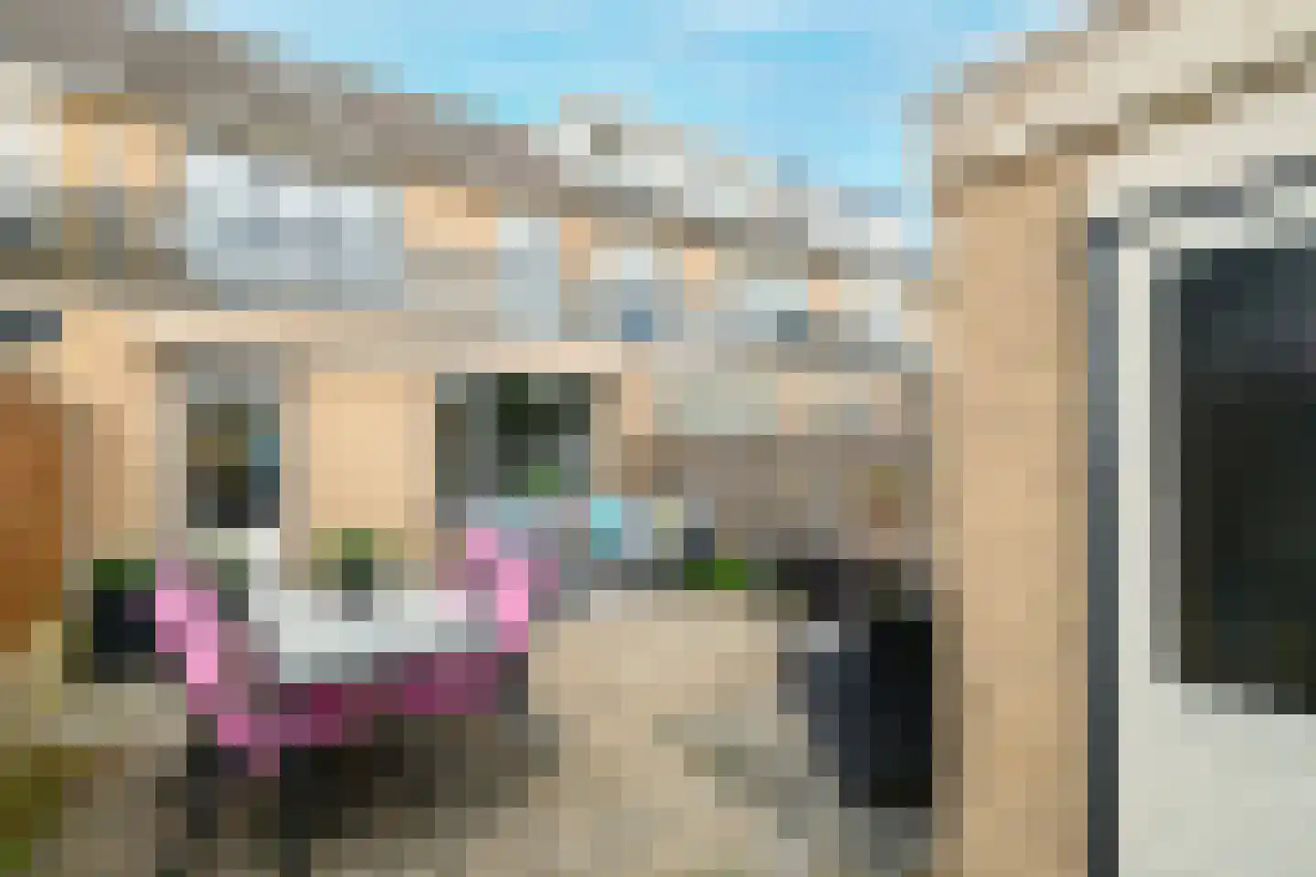 Meerkoet 46 's-Gravenzande thumbnail 17