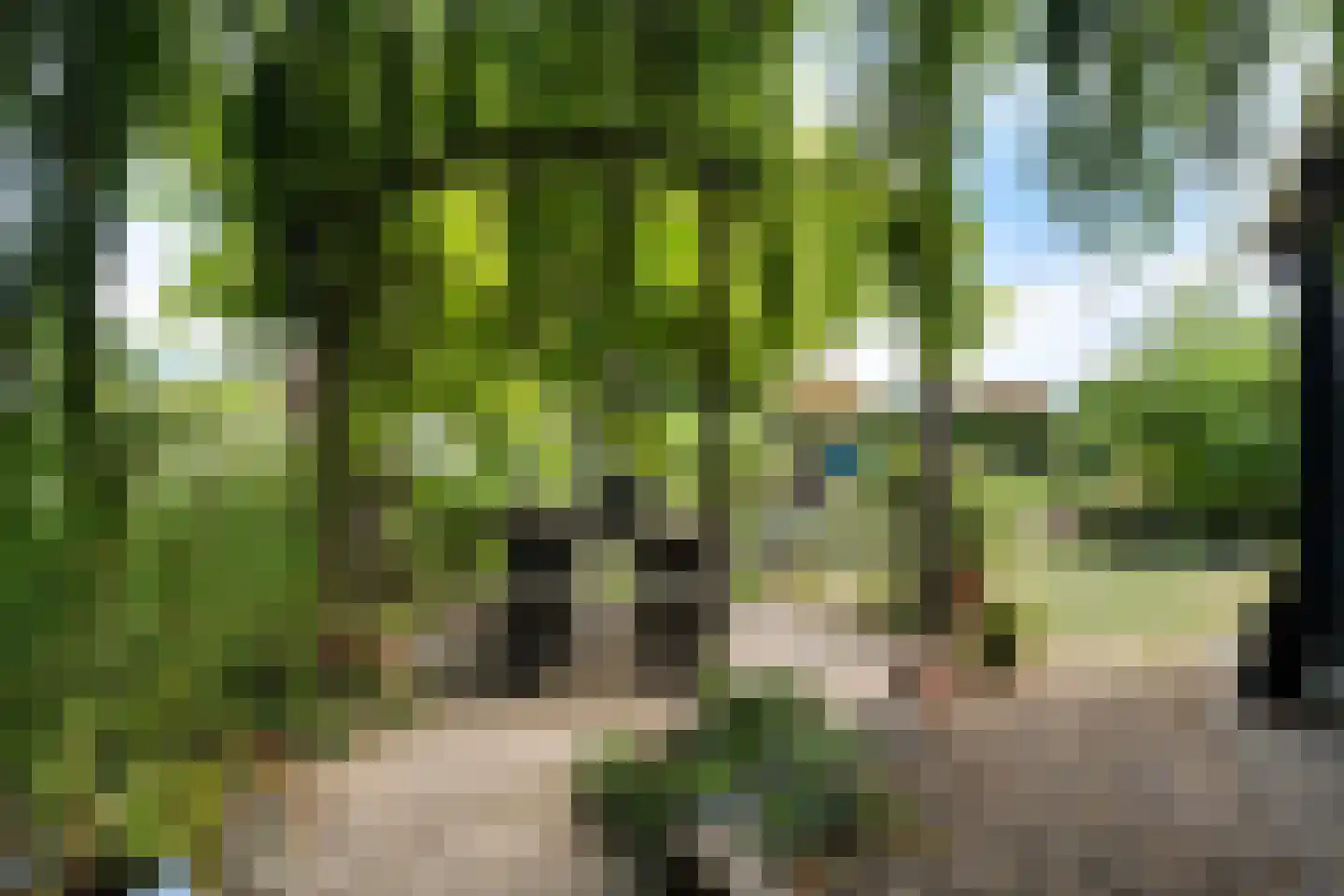 Meerkoet 48 Lathum thumbnail 41