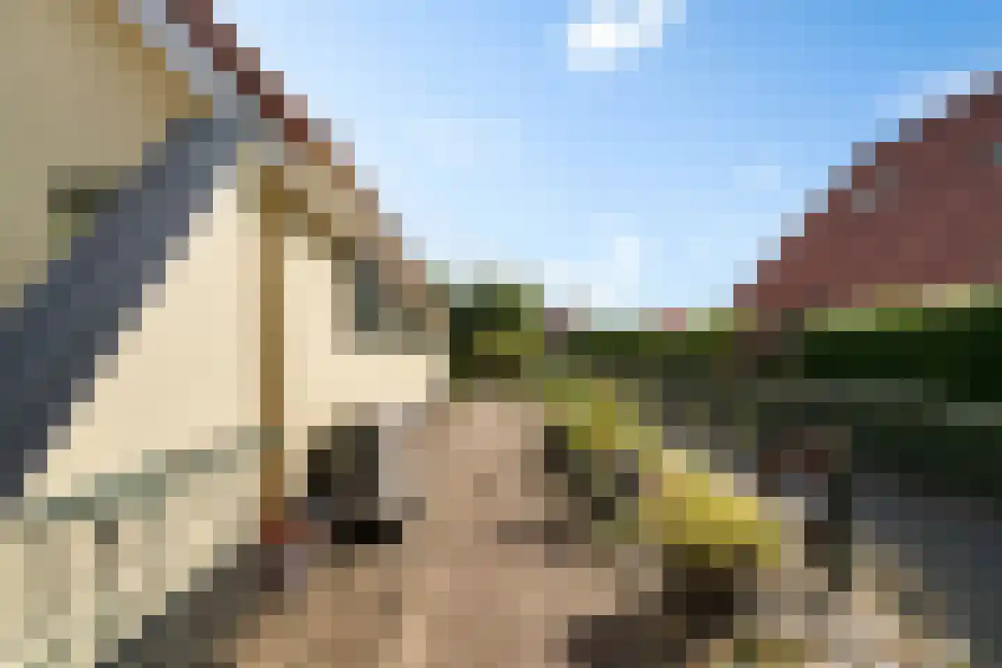 Meerkoet 48 Lathum thumbnail 44