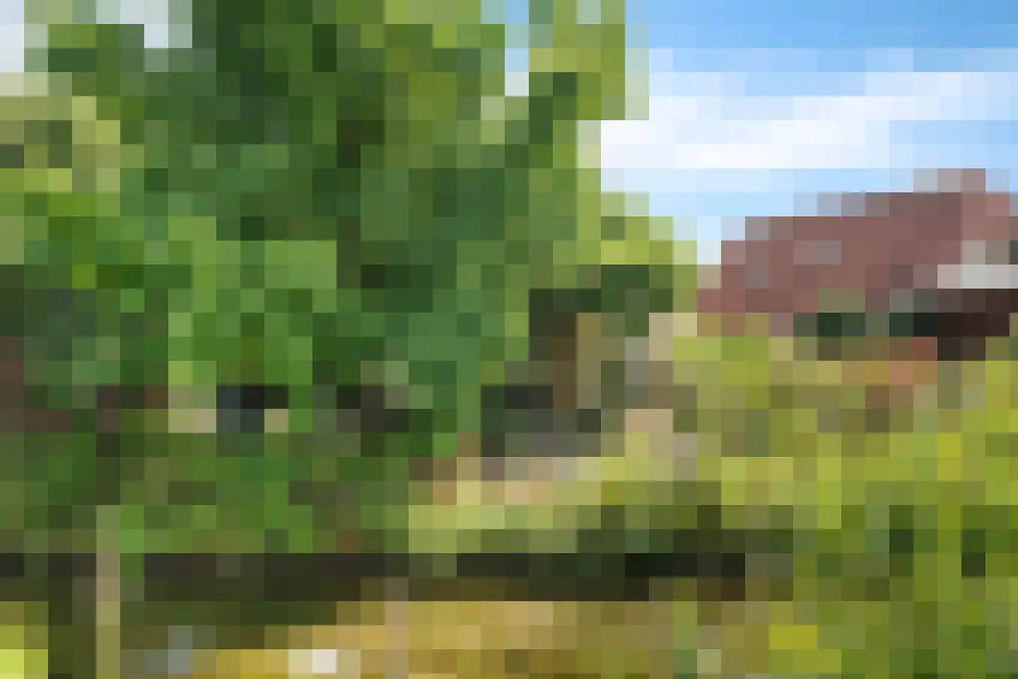 Meerkoet 48 Lathum thumbnail 47