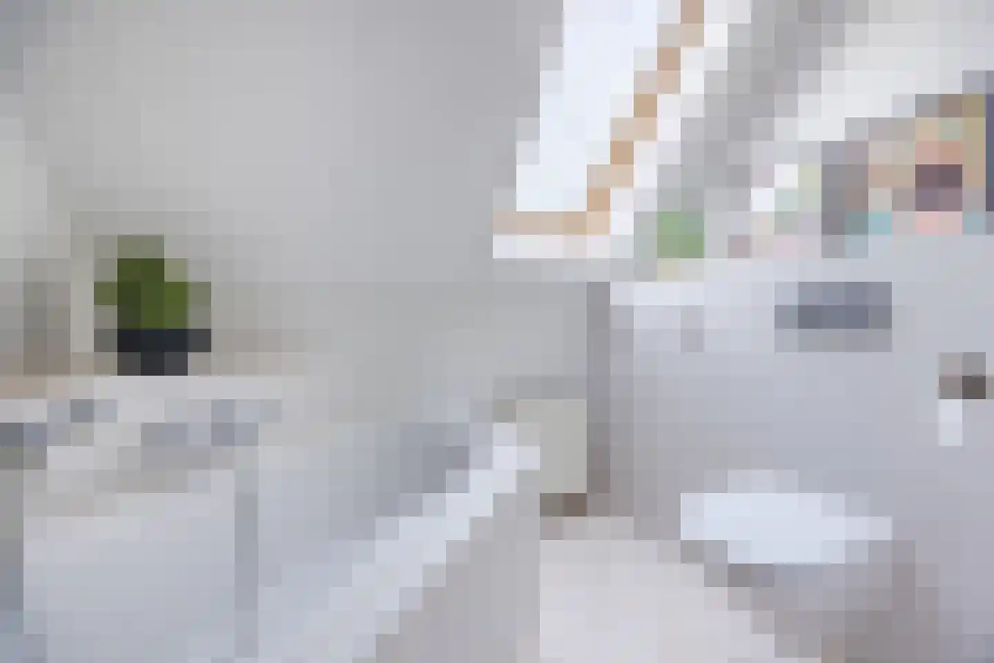 Meerkoet 5 Terneuzen thumbnail 29