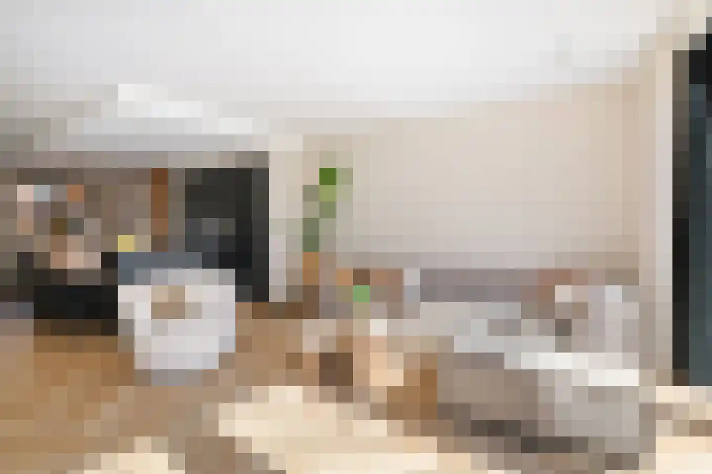 Meerkoet 50 Deventer thumbnail 5