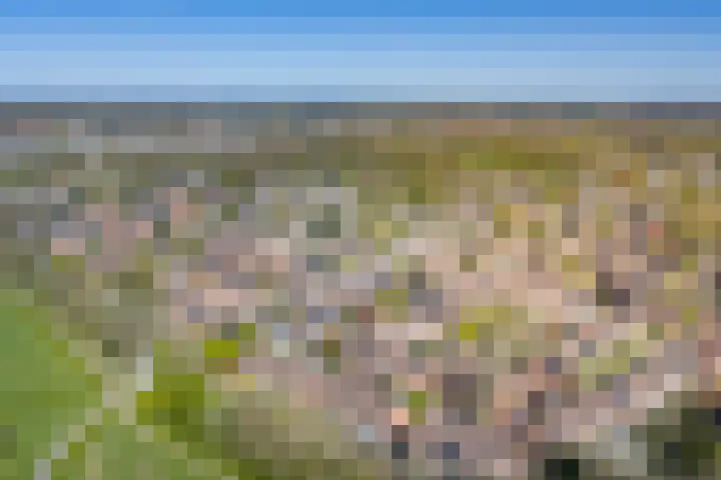 Meerkoet 50 Deventer thumbnail 52