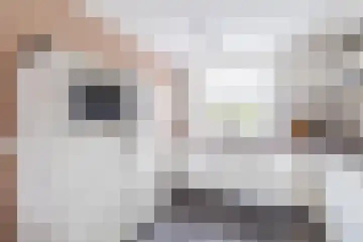 Meerkoet 51 Harmelen thumbnail 14