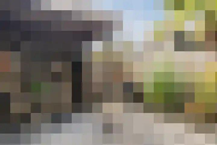 Meerkoet 51 Harmelen thumbnail 38