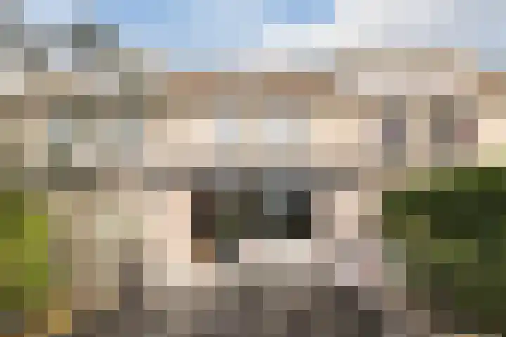 Meerkoet 51 Harmelen thumbnail 40