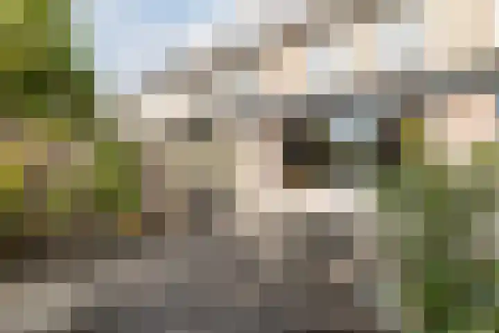 Meerkoet 51 Harmelen thumbnail 41