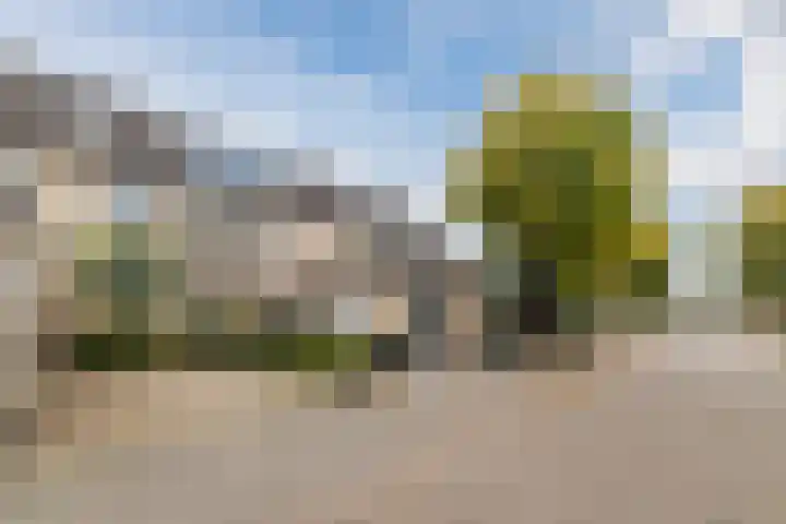 Meerkoet 51 Harmelen thumbnail 43