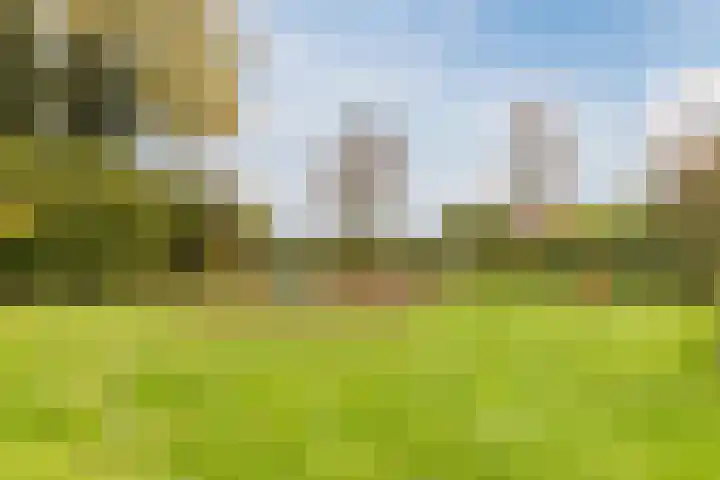Meerkoet 51 Harmelen thumbnail 46