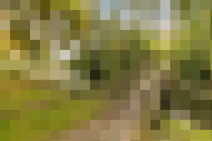 Meerkoet 51 Harmelen thumbnail 48