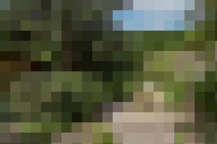 Meerkoet 55 Mijdrecht thumbnail 4