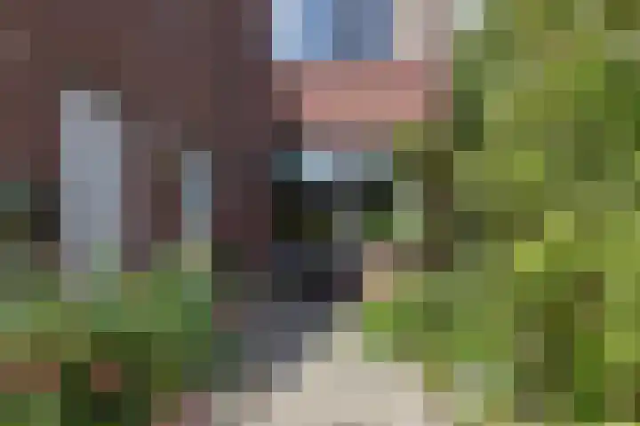 Meerkoet 55 Mijdrecht thumbnail 7