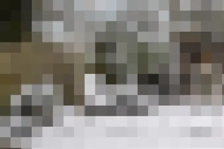 Meerkoet 56 Deventer thumbnail 24