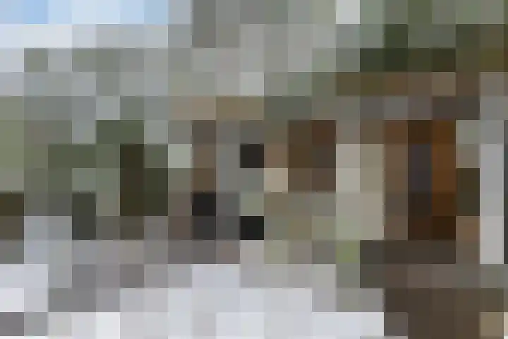 Meerkoet 56 Deventer thumbnail 26