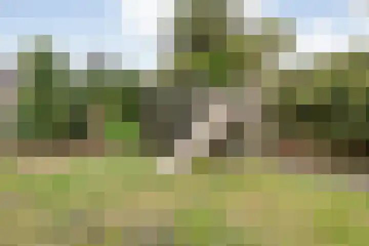 Meerkoet 6 Ommen thumbnail 41
