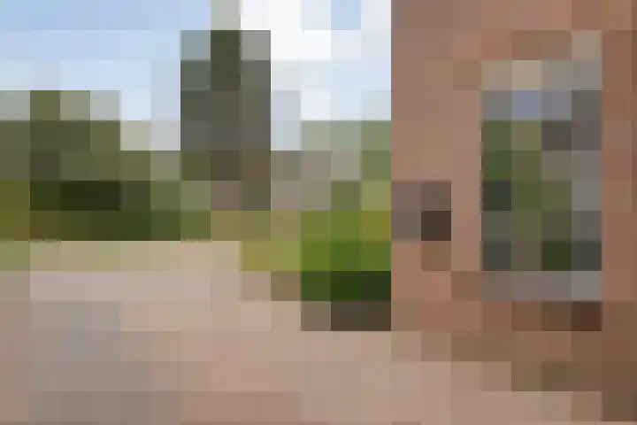 Meerkoet 6 Ommen thumbnail 5