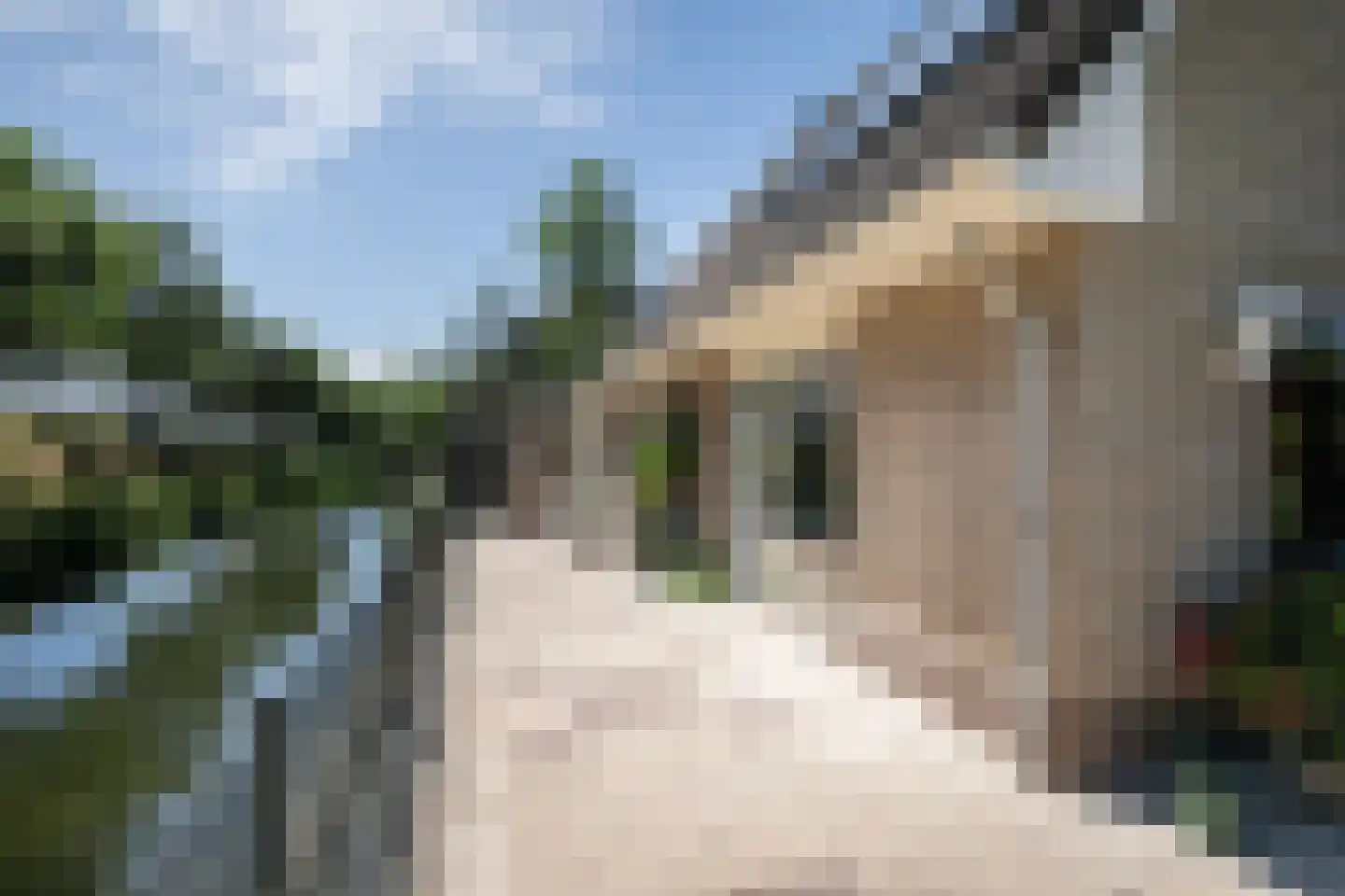Meerkoet 66 's-Gravenzande thumbnail 13