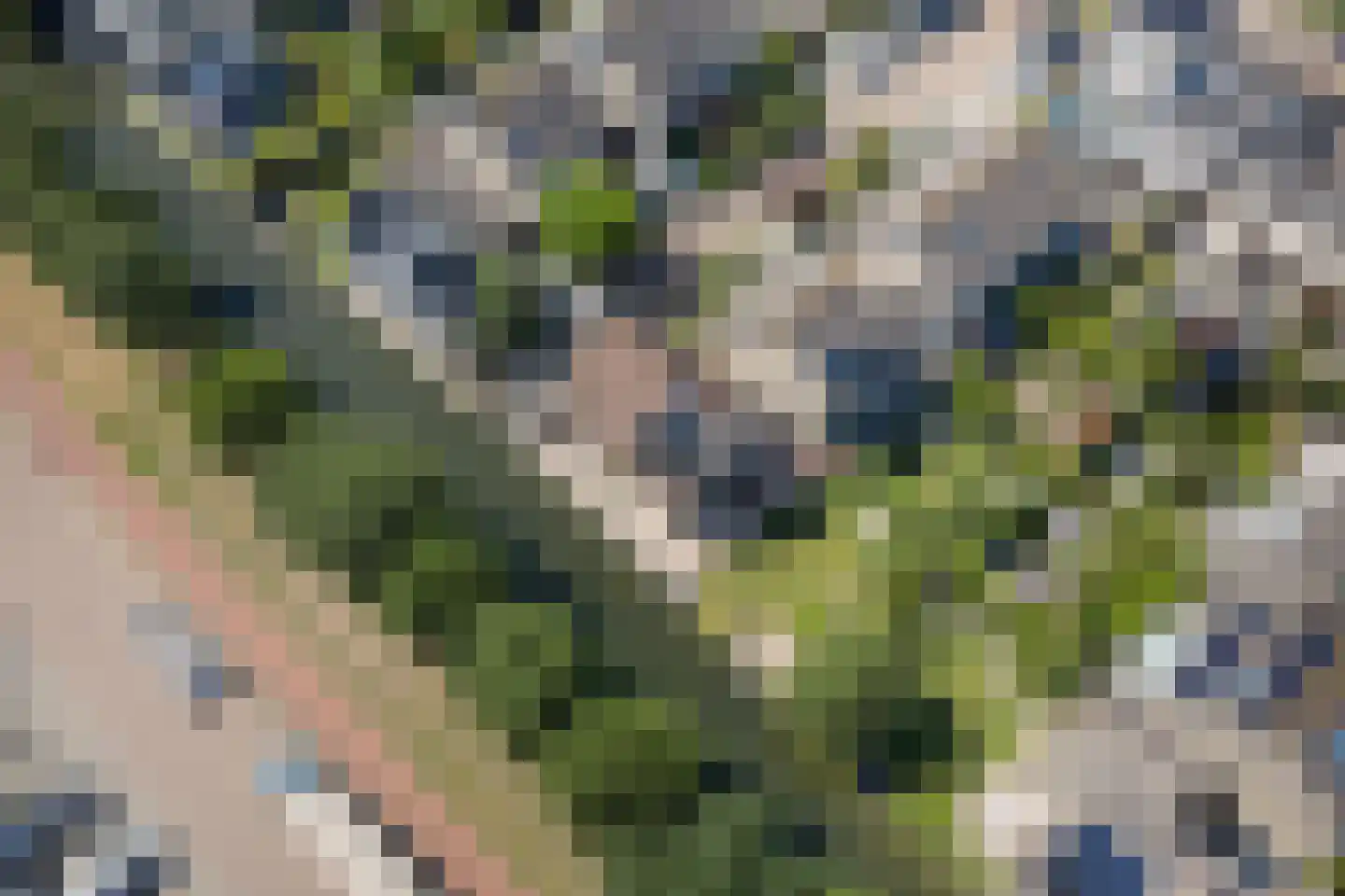 Meerkoet 66 's-Gravenzande thumbnail 47