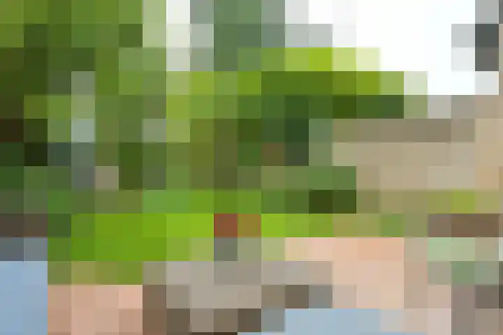 Meerkoet 7 Driebergen-Rijsenburg thumbnail 33