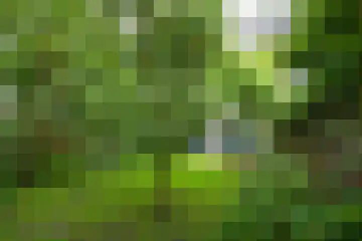 Meerkoet 7 Driebergen-Rijsenburg thumbnail 35