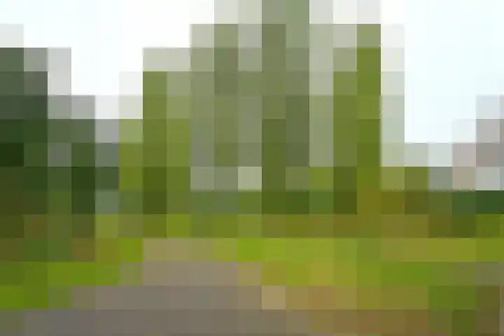 Meerkoet 7 Driebergen-Rijsenburg thumbnail 43