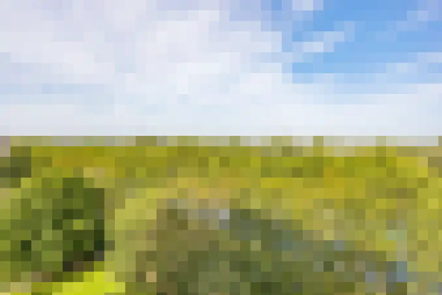Meerkoet 77 Diemen thumbnail 16
