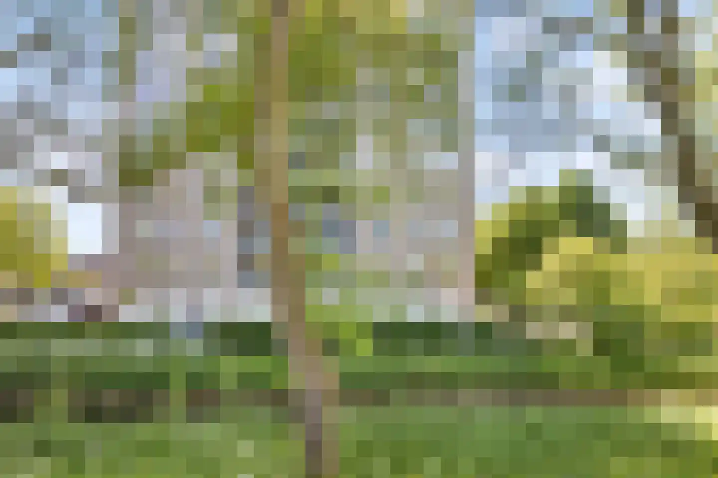 Meerkoet 77 Diemen thumbnail 31