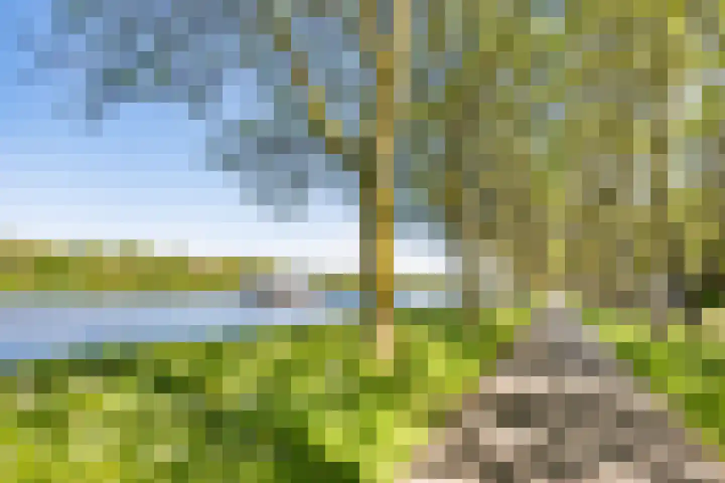 Meerkoet 77 Diemen thumbnail 32