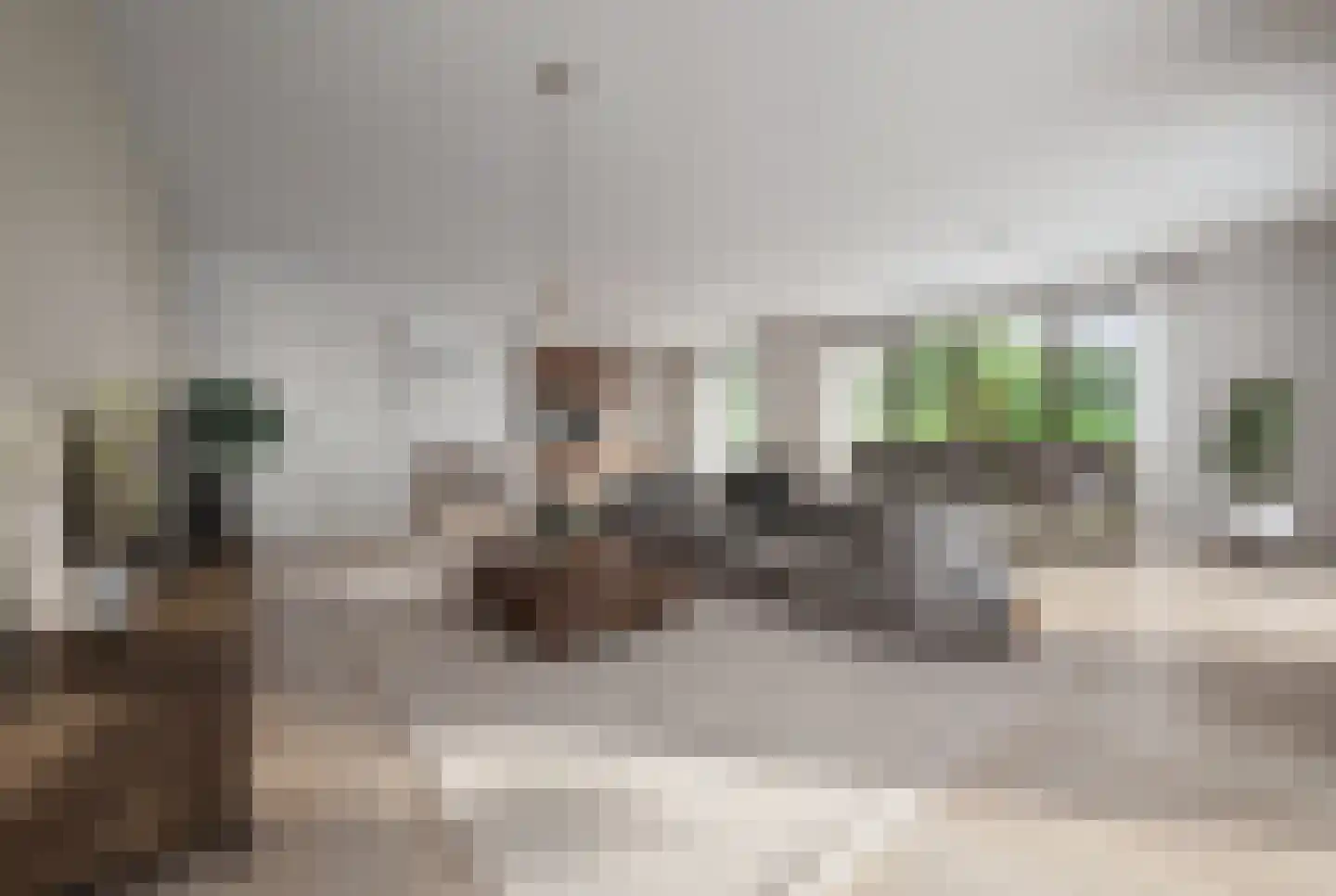 Meerkoet 9 Emmer-Compascuum thumbnail 4