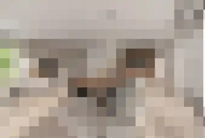 Meerkoet 9 Emmer-Compascuum thumbnail 5
