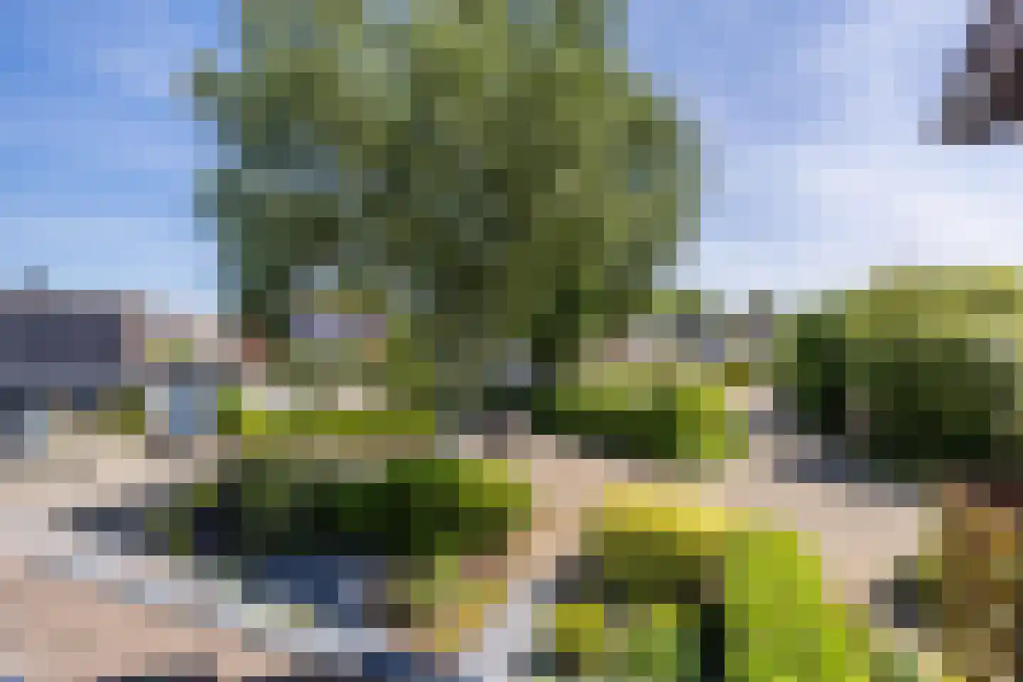 Meerkoet 9 Mijdrecht thumbnail 25