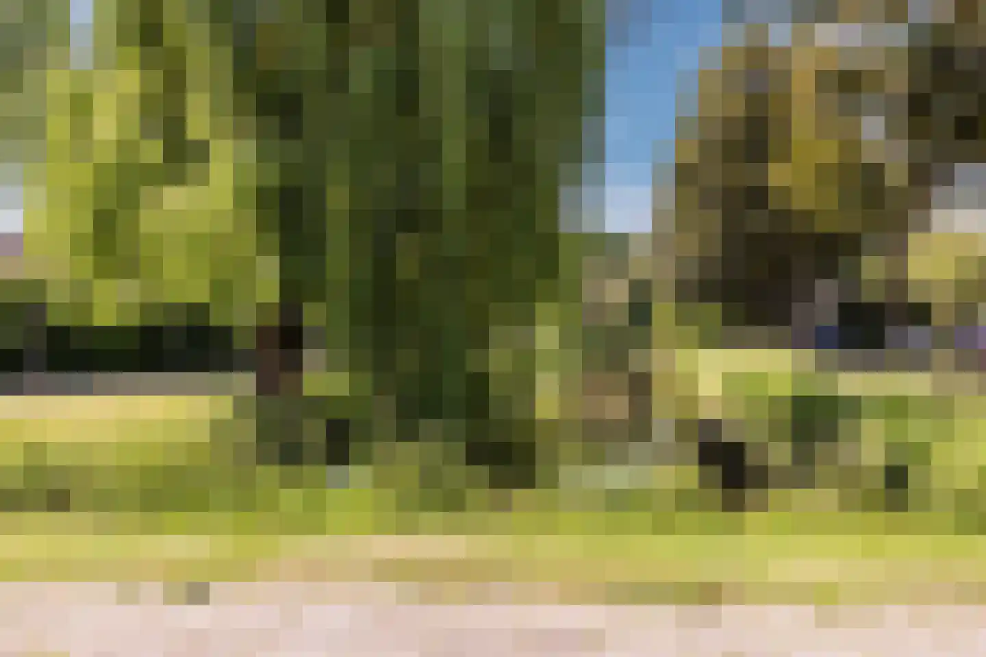 Meerkoet 9 Mijdrecht thumbnail 34